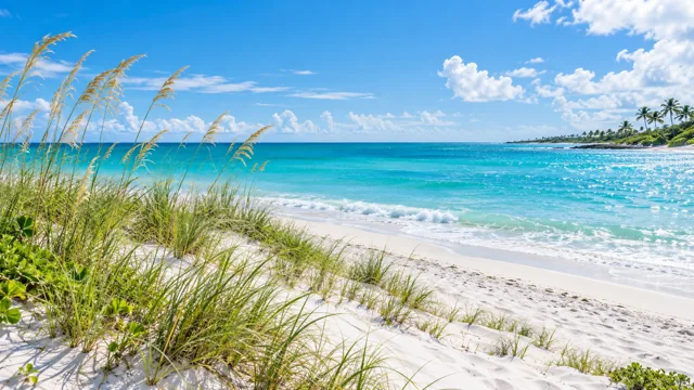 Illustrative Gulf-style beach with sea oats and turquoise water