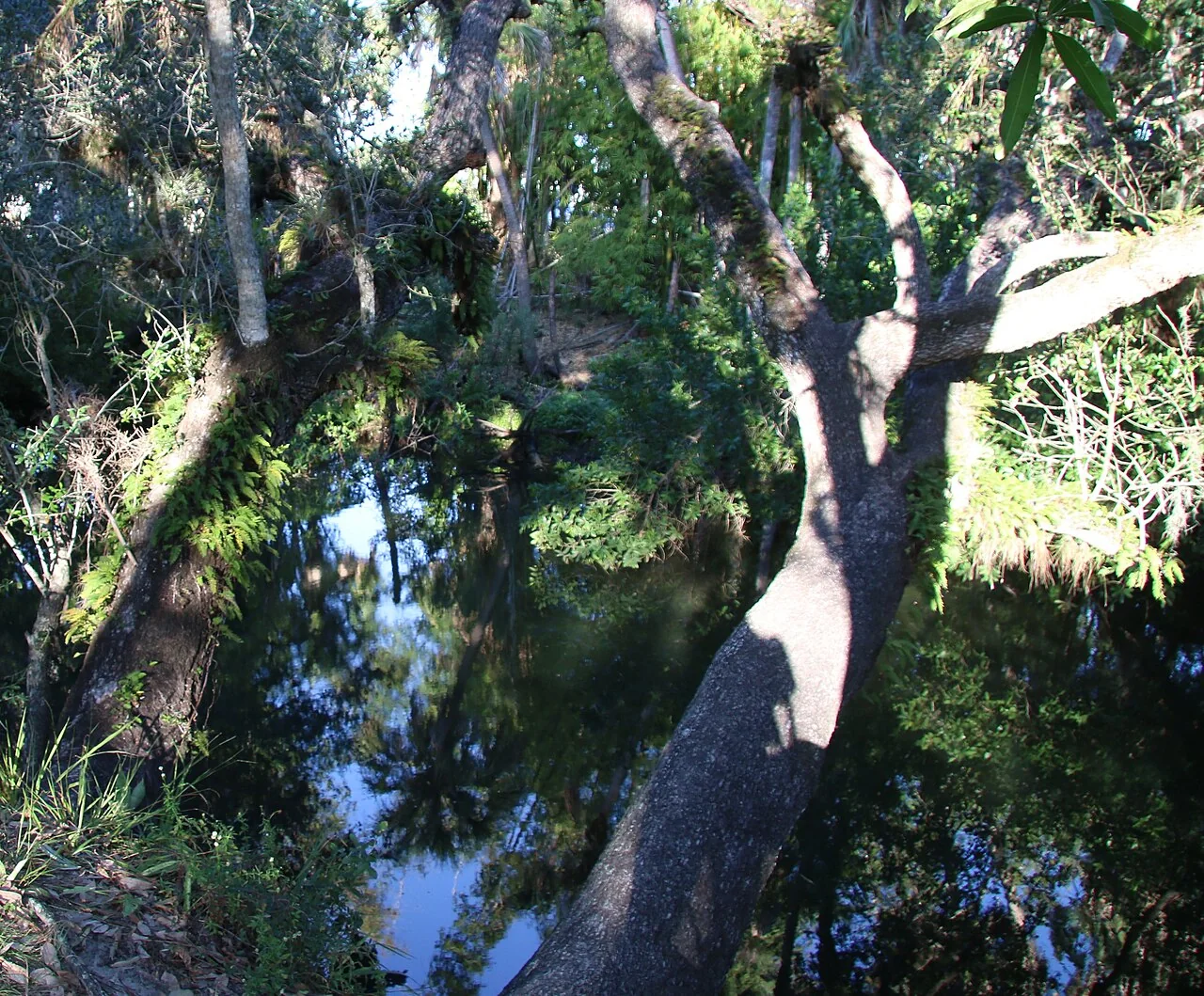 Sunlit trees and reflections along the Estero River at Koreshan State Park