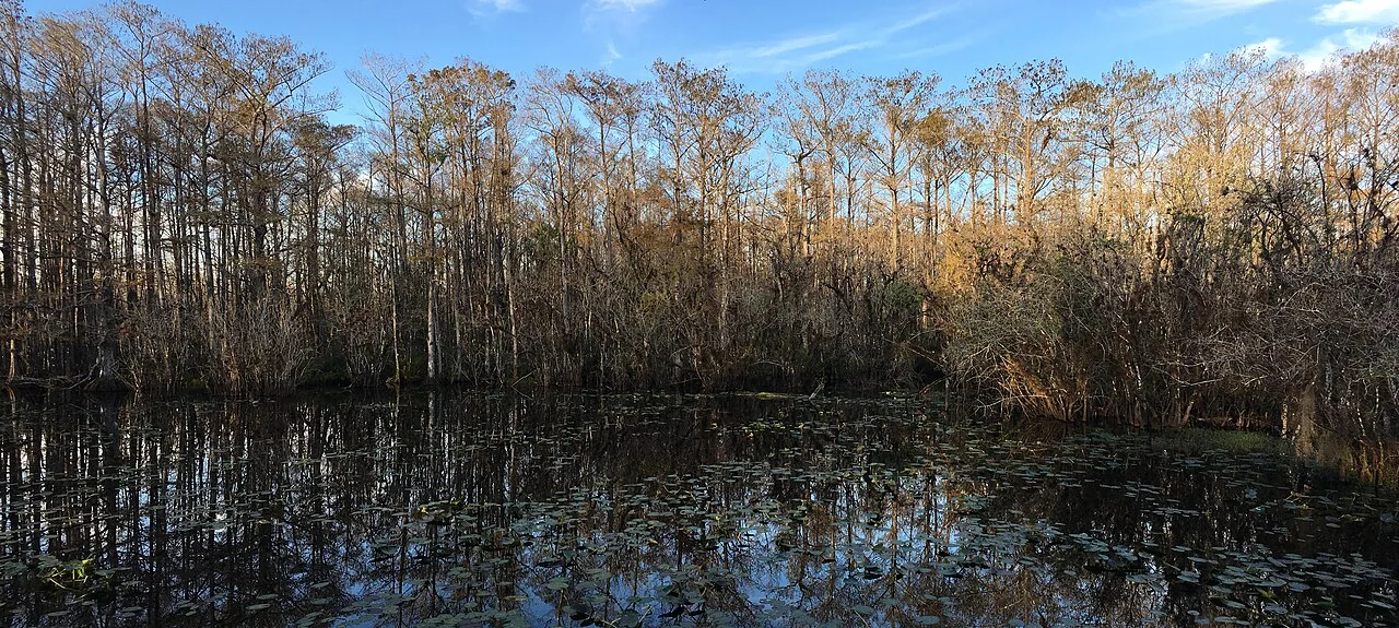 Otter Pond surrounded by cypress trees at Six Mile Cypress Slough Preserve